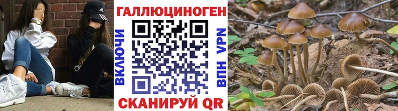 Псилоцибиновые грибы Cubensis  Улан-Удэ 